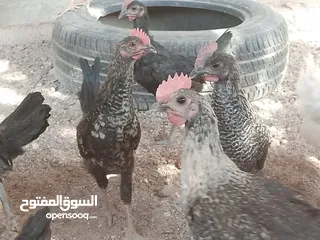  7 فراخ للبيع