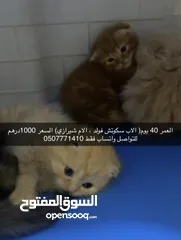  5 قطط الوان مختلفه