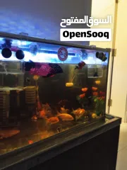  5 حوض سمك الزينه فلترين واحد ميكانيكي والثانى بيوكيميائى بالاضافه الى مصباح تعقيم وسخان حراره