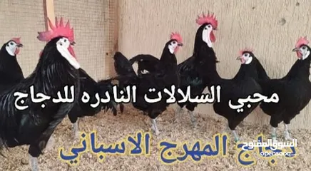  20 بيض مخصب و صيصان لسلالات دجاج نادره على مستوى العالم