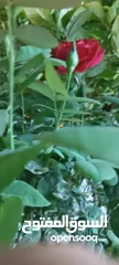  8 بيت طابقين منطقه شومر