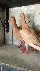  3 جواز حمام للبيع