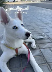  1 Luna a Husky 5-6 months old looking for new home