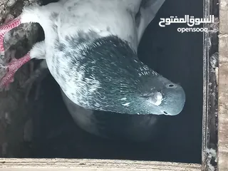  2 طيور للبيع او السقب بدجاج