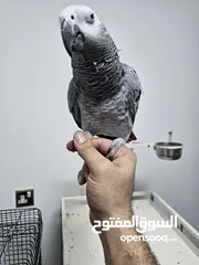  2 African Grey Parrot