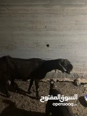  1 عنز شامية نخب للبيع معها جدي