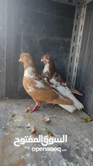  6 جواز حمام للبيع