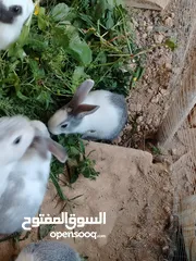 21 ارانب بلدي.. فرنسي..الذبح...جميع الوان والعمار وانثى وذكور...