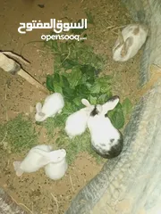  6 أرانب بلدي