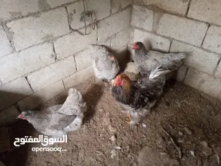  4 بيت دجاج براهيم وباكستاني