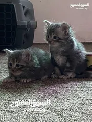  16 قطط اناث وذكور شانشيلا للبيع بسعر مغري جدًا في اربد