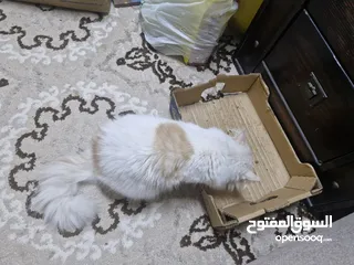  6 قط شيرازي سلفر للبيع
