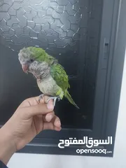  4 ببغاء كوكر