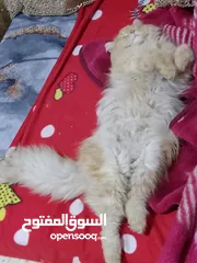  1 قط للتبني ذكر عمر 9 شهور