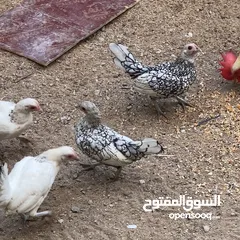  1 دجاج اسباني للبيع 