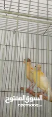  5 مخاليف كناري 5حبات