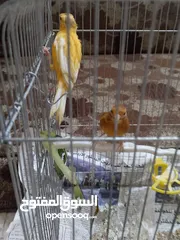  4 جوز تركيب جديد وأول خيرو