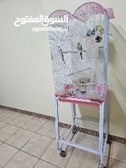  5 Budgie - 3 males 2 females