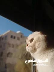  7 قط سكوتش فولد للتزاوج