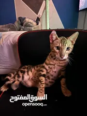  3 بنغال بيور 3 اشهر ذكر