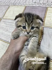 6 سكوتش فولد وستريت