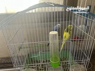  2 6 حبات حب بسعر حرق