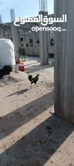  9 دجاج للبيع