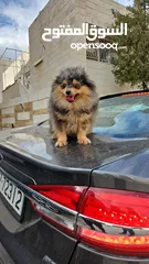  7 كلب بومارينيان بالوان مميزة للبيع