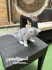  26 قطط سكوتش فولد وسكوتش ستريت للبيع اقرأ الوصف