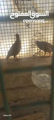  8 حجل للبيع ذكور عدد2 واحد ابيض  واجد بلدي