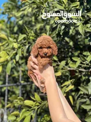  4 Toy poodle