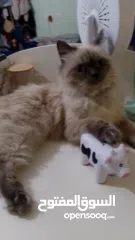  5 قطة هملايا انثى لتزاوج عمرها سنة