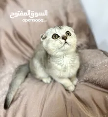  2 سكوتش دبل فولد ذكر