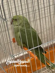  4 ببغاء دره حجم جمبو اليف جدا