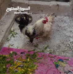  3 ديك بلديه للبيع سعر 12 دينار