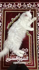  1 قطط الام شيرازيه الاطفال غير معروف