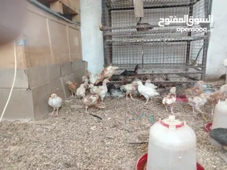  1 صيصان بلدي و لوهمان للبيع