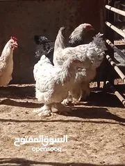  4 دجاج براهما