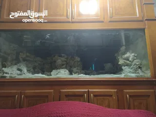  2 حوض سمك بحري حجم ضخم جدا جدا 240X100x100 إرتفاع الحوض مع البوفيه 270 مع كامل اجهزتو