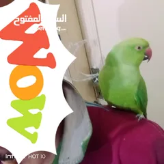  5 طير درة للبيع