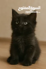  1 قطط للبيع نوع برتش بيور