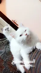  6 انثى شيراز هملايا عمر شهرين وذكر هملايا اورانج عمر 3شهور