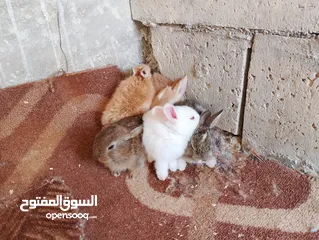  9 ارانب بلدي فرنسي عمر شهر للبيع صحه ممتازه جدا وتربيه منزل وتب نظافه الرجاء عدم اجراء المكالمات     .