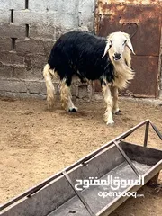  4 كبش نجدي للبيعع