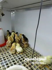  3 كتاكيت دجاج عرب الوان مختلفة