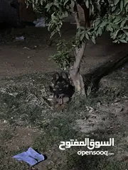  1 كلب جيرمان الأصلي للبيع عمره شهرين