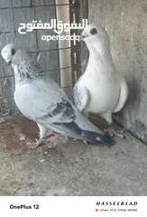  27 11 جوز مساويد، كشامره هومرات محيرات بواز مزهورات اسطنابله