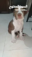  4 كلب بيتبول للبيع