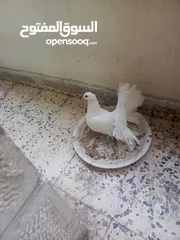  2 جوز حمام للبيع شغال  في فحل للبيع