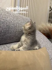  11 قطط سكوتش فولد للبيع